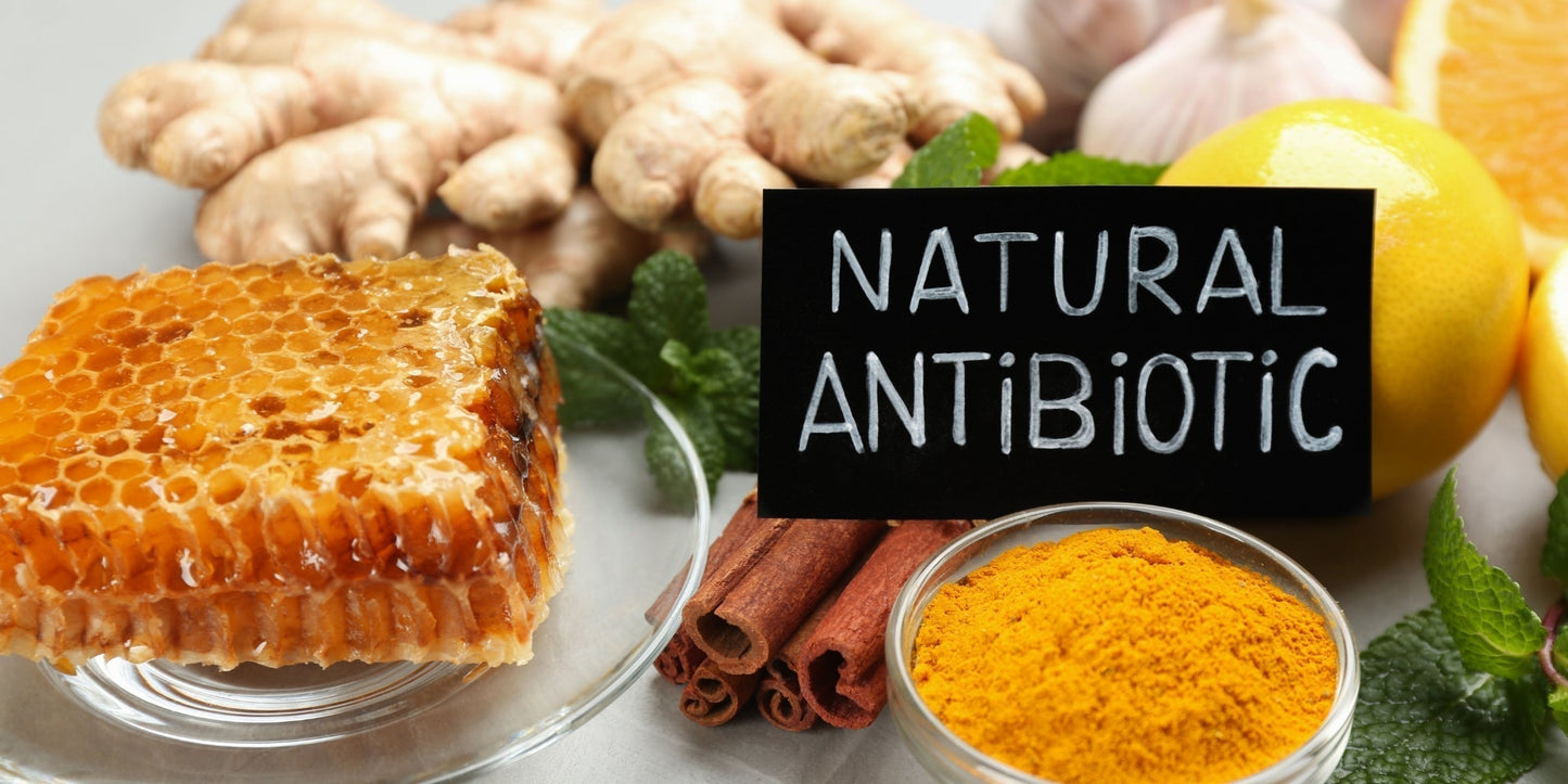 Natural herbal antibiotic ingredients arranged on a wooden table including fresh garlic cloves, a jar of raw honey, turmeric powder in a wooden spoon, fresh ginger root, and neem leaves.